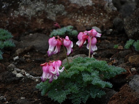 池の平湿原花情報_e0120896_6463690.jpg