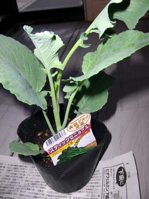e0140496_84415.jpg
