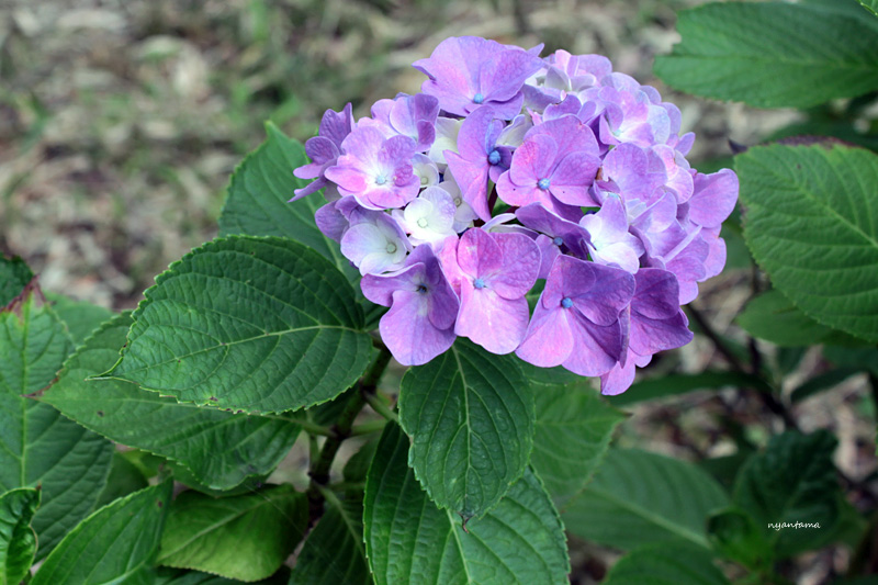 豊後大野市　大辻公園の紫陽花_e0199197_12482615.jpg