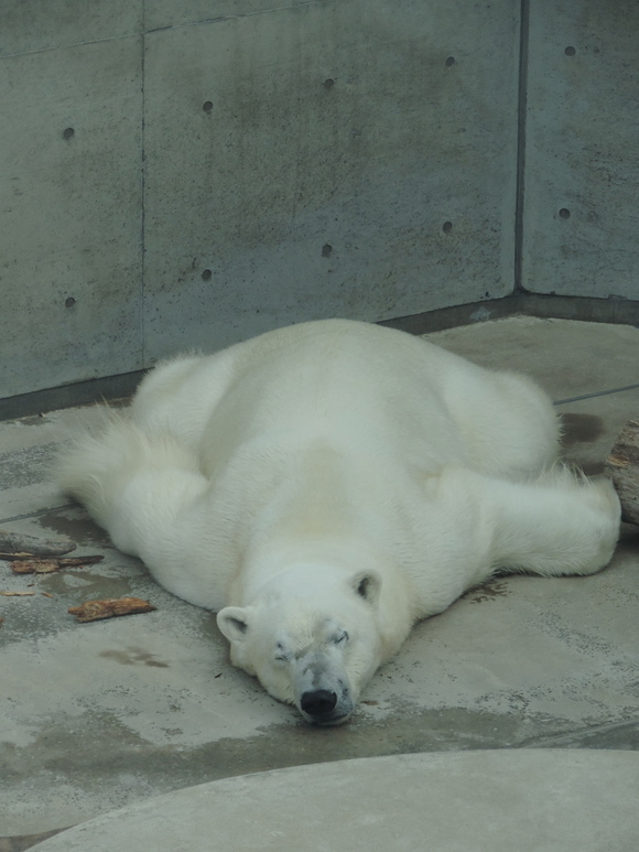 しろくまケーキ ｜ 男鹿水族館GAO_e0319302_21242073.jpg