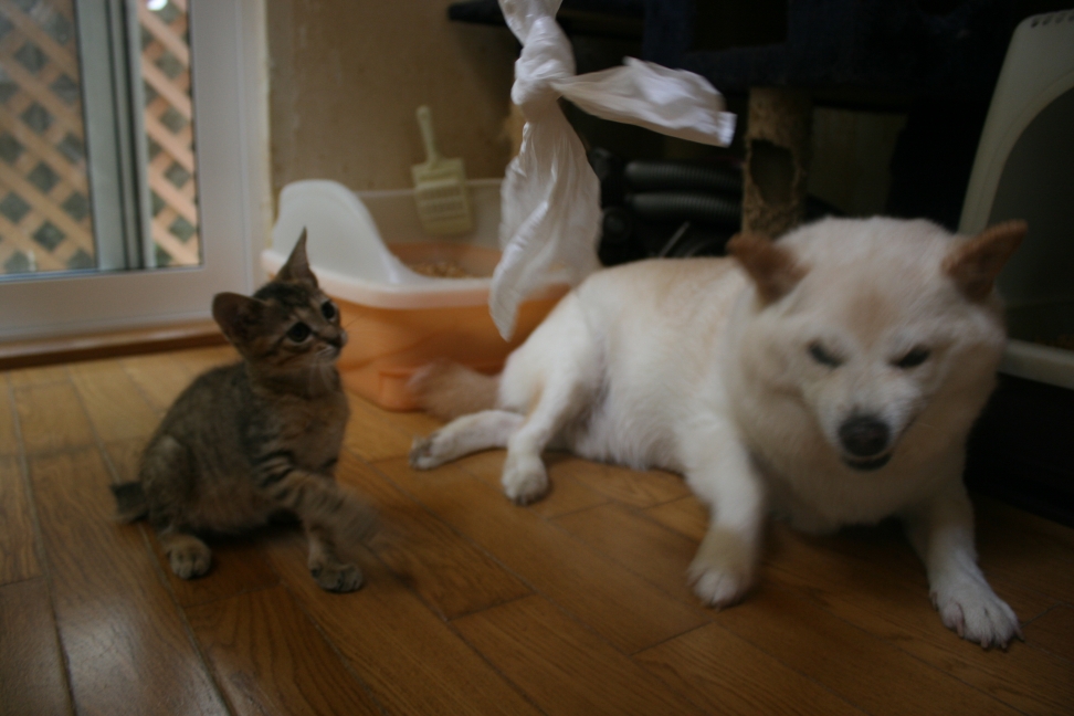 犬とも仲良く(富士&穂高)_f0242002_11514263.jpg
