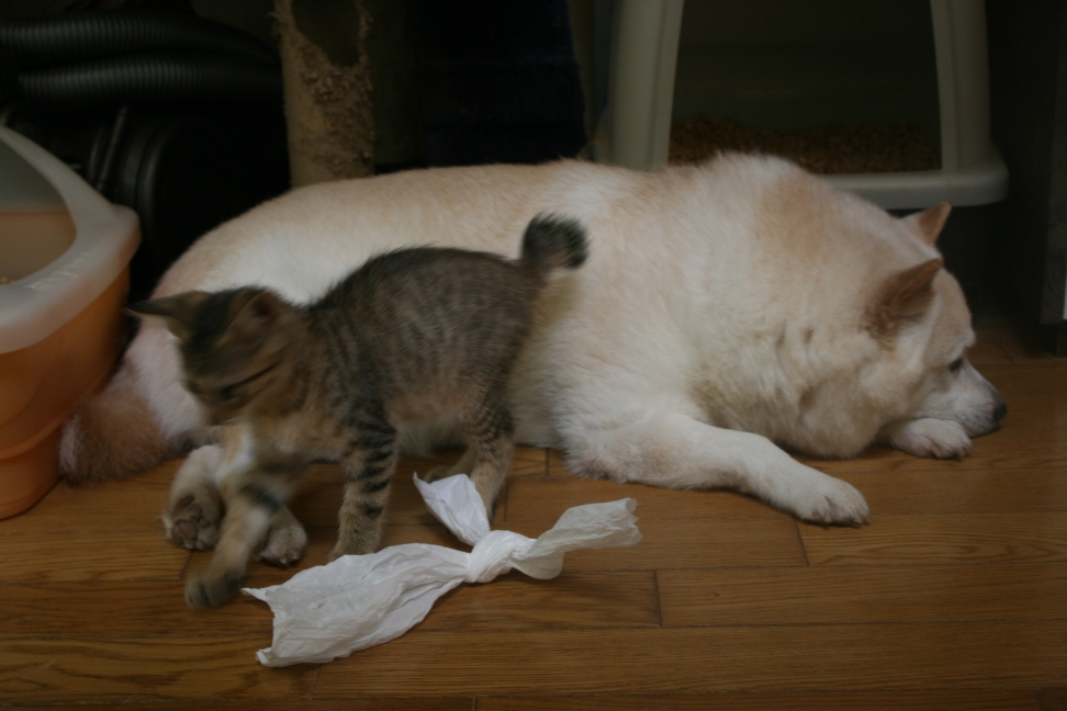 犬とも仲良く(富士&穂高)_f0242002_115250100.jpg