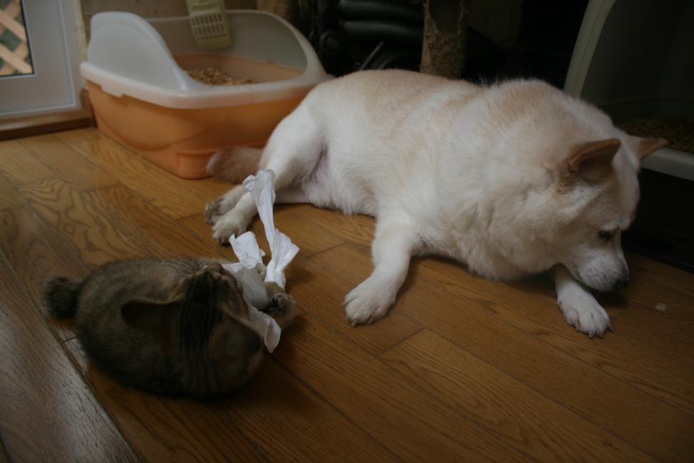 犬とも仲良く(富士&穂高)_f0242002_1153244.jpg