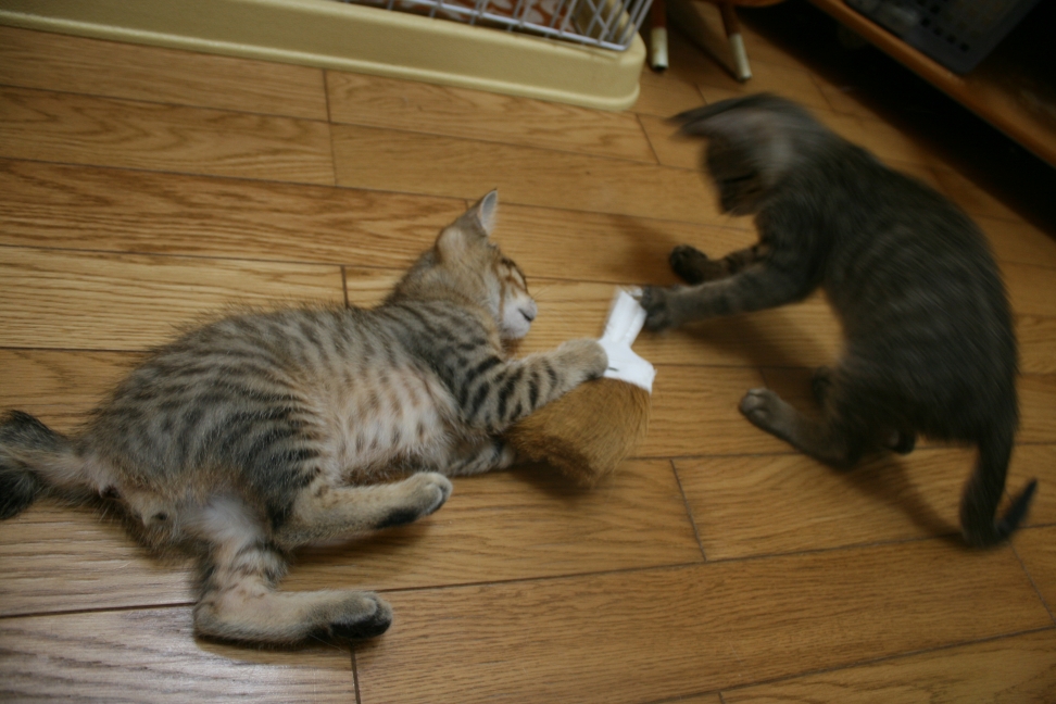 犬とも仲良く(富士&穂高)_f0242002_11543438.jpg