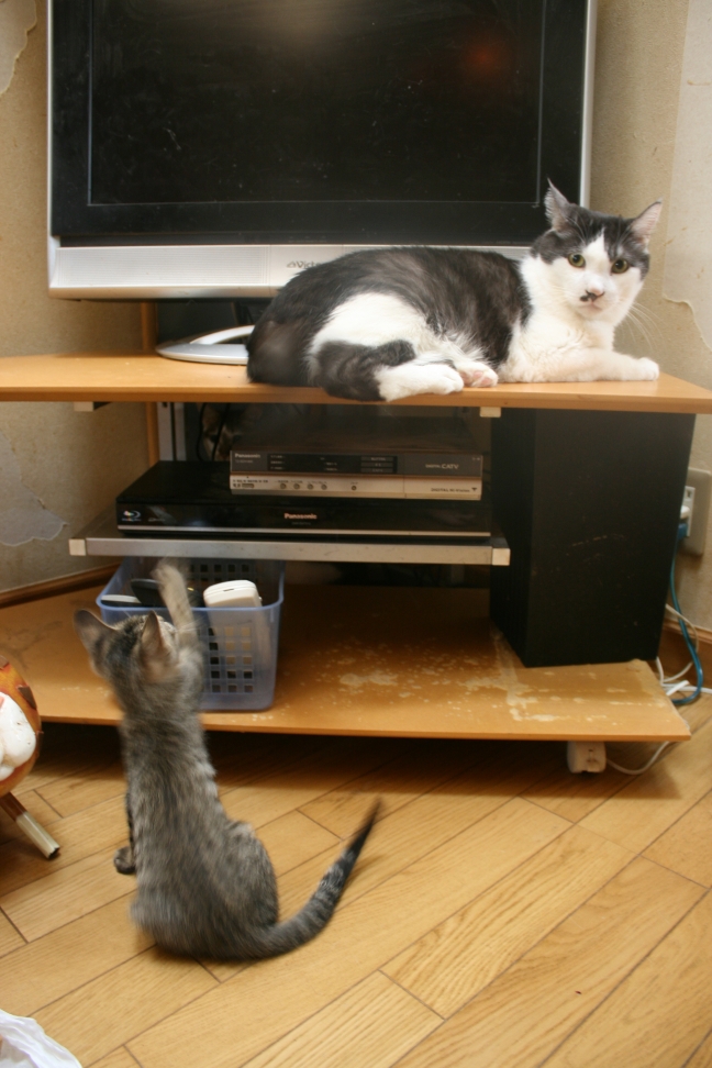 犬とも仲良く(富士&穂高)_f0242002_1154527.jpg