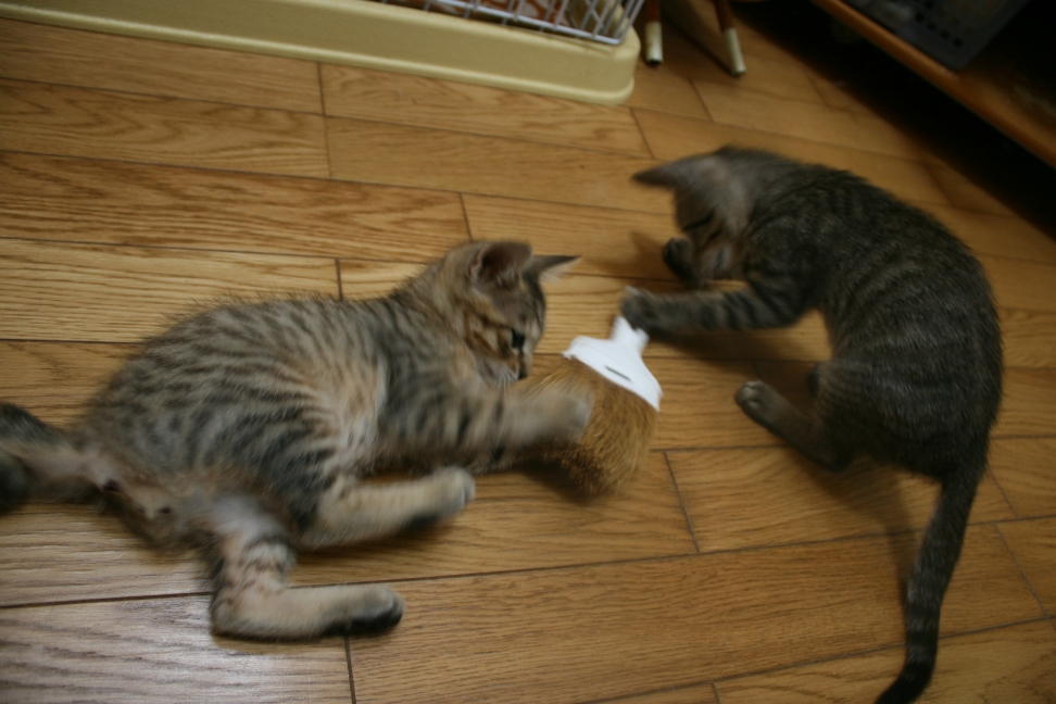 犬とも仲良く(富士&穂高)_f0242002_11551819.jpg