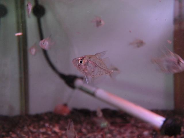 2013年熱帯魚入荷情報!Vol.14 (6/22~6/24)_b0141806_0354279.jpg