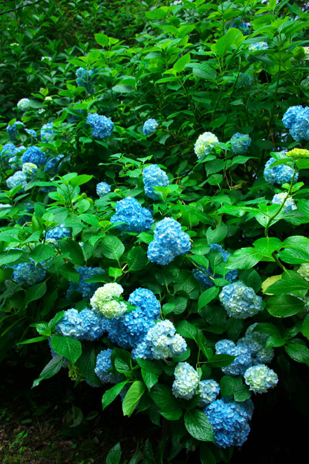a0263109_21553516.jpg