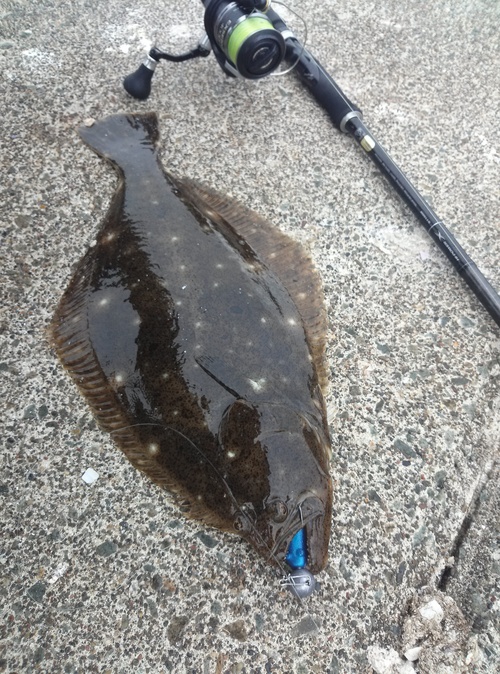 初ヒラメ！_b0214212_8294837.jpg
