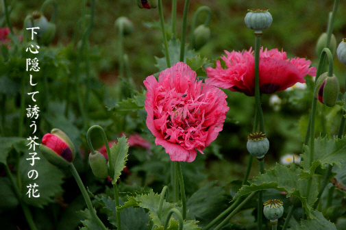 芥子の花_e0099713_22512179.jpg