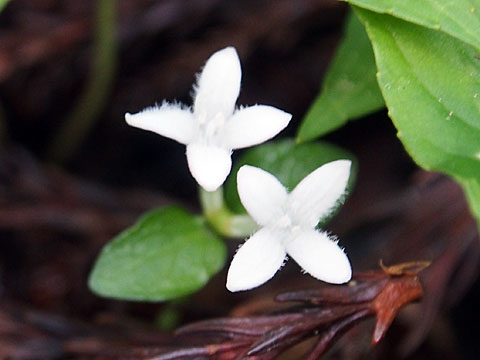 三ツ瀬明神山の花_e0293913_1753930.jpg