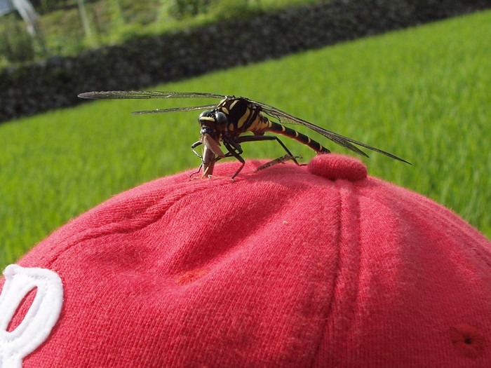 オナガサナエ 雌♀_c0116915_17184054.jpg