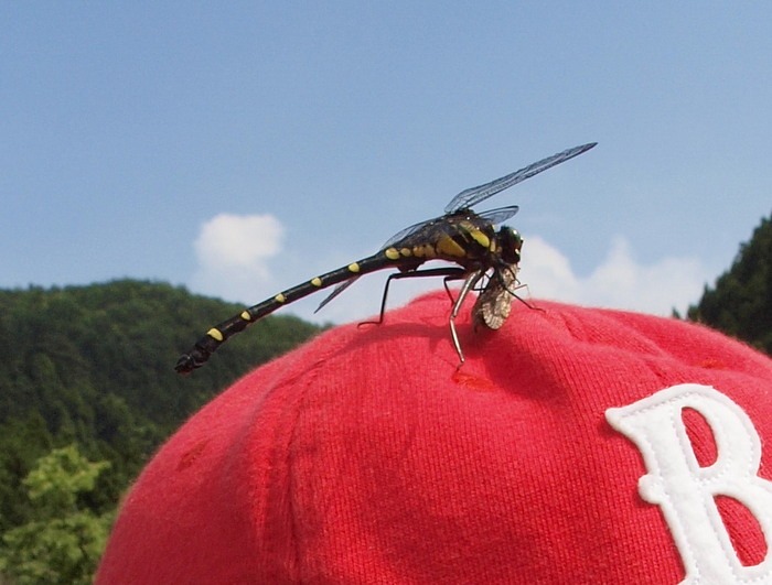 オナガサナエ　雌♀_c0116915_17191459.jpg