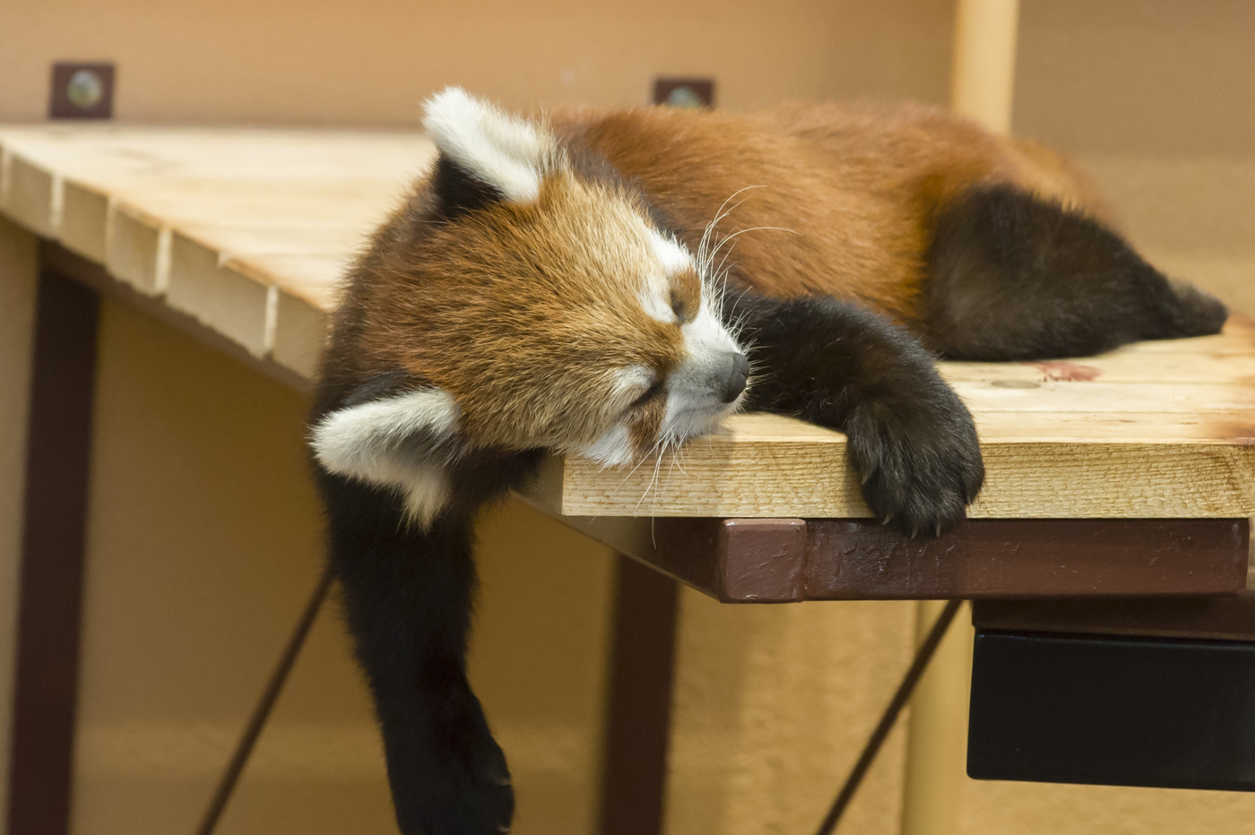日本平動物園 怠惰な方々 とうとう五十路になりました いなきち 日本平動物園 怠惰な方々 とうとう五十路になりました いなきち