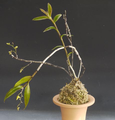商品詳細｜布木の里 花信｜古典植物・山野草の専門店 フラワー