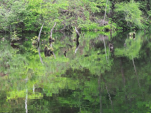 　＊初夏の草花を撮る八千穂高原_b0204819_93974.jpg