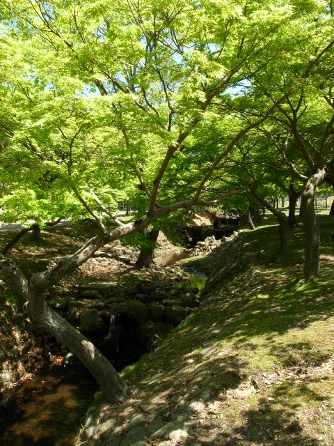 奈良公園と若草山（わたしのお気に入り）_f0209122_18121293.jpg