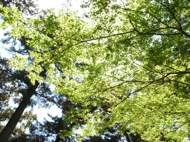 奈良公園と若草山(わたしのお気に入り)_f0209122_1873820.jpg