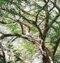 d0174624_8121276.gif