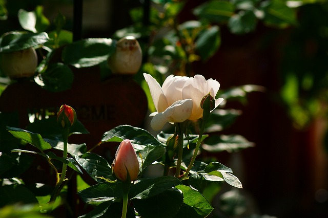 f0170524_8251475.jpg
