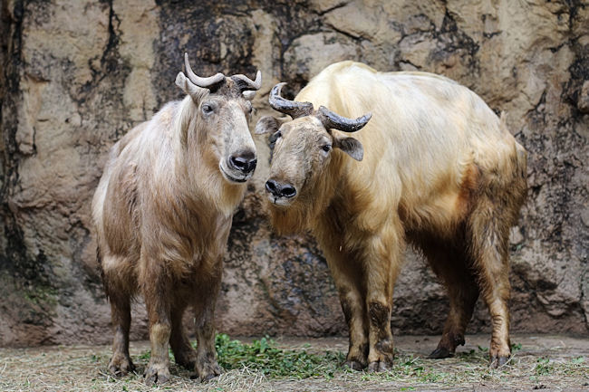 2組のカップル 動物園放浪記 2組のカップル 動物園放浪記