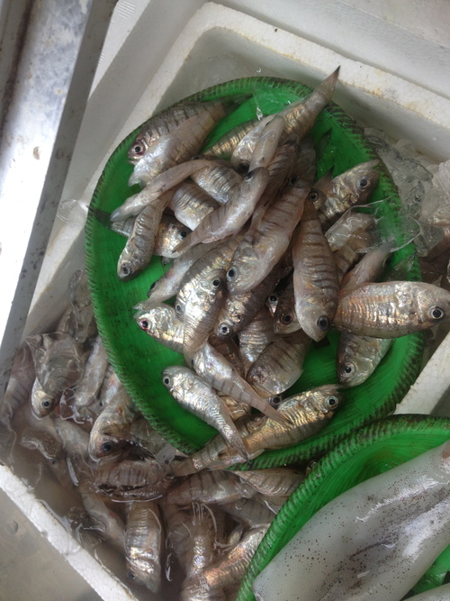 イシモチとアコウ 革の鞄ga イシモチとアコウ 革の鞄ga