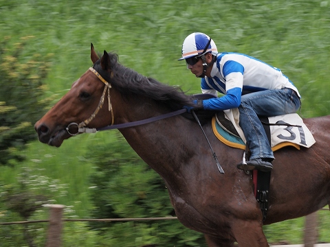 草競馬_c0077531_18182715.jpg