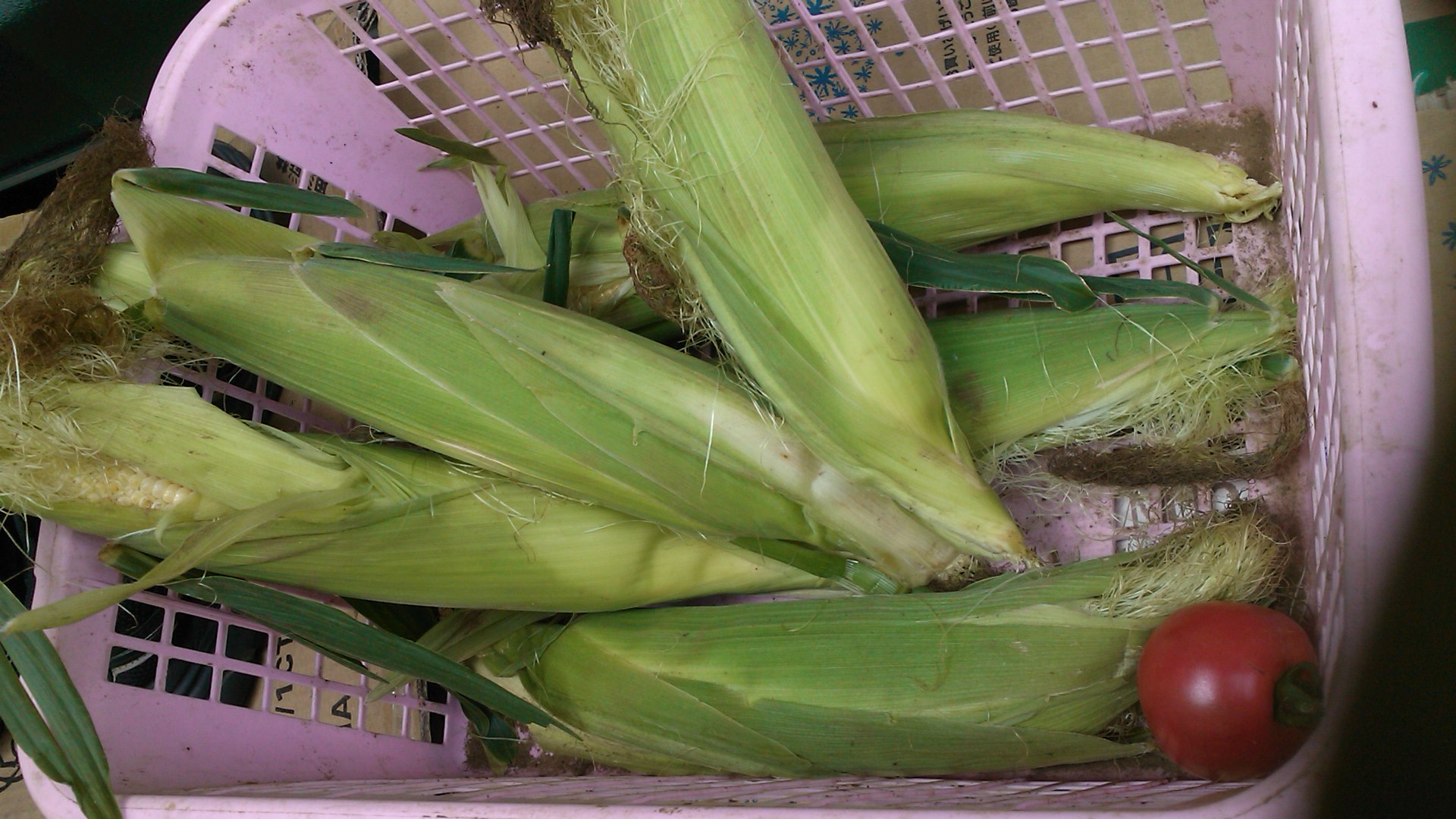 とうもろこしの収穫 早すぎました 家庭菜園日記 すろーらいふ 茅ケ崎のはまちゃん 野菜つくり
