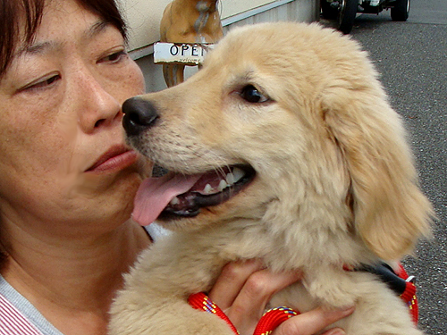 ゴールデン 6ヶ月の男のコ の里親募集 カフェエカーネ おいしい毎日