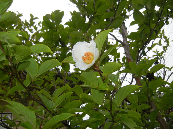 ’13、6,24(月)兼高かおるさんの本!_f0060461_1053419.jpg