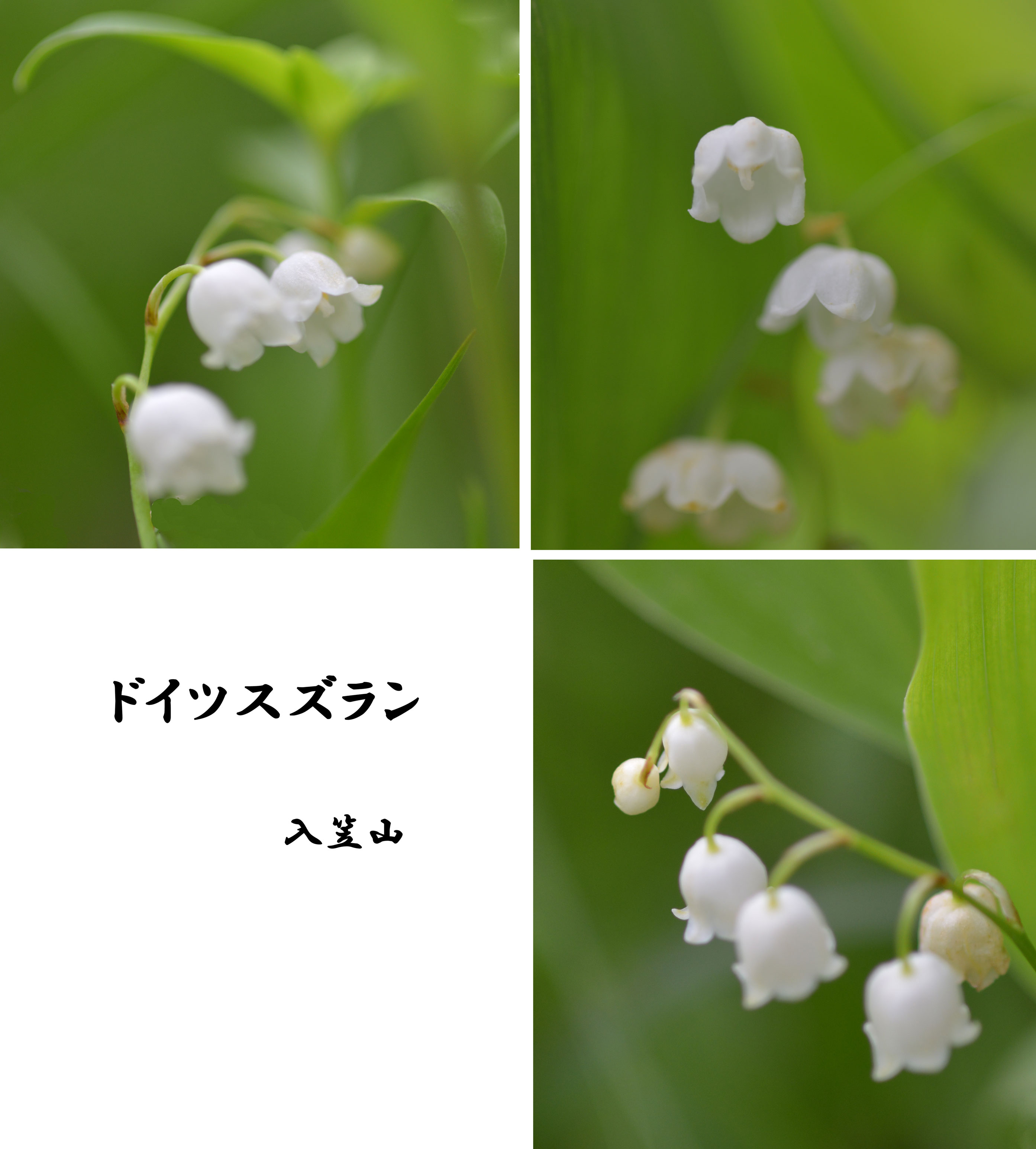 ホテイアツモリソウ Photokiti写真日誌 ホテイアツモリソウ Photokiti写真日誌