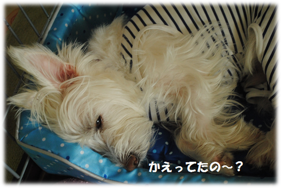 b0242873_2247033.png