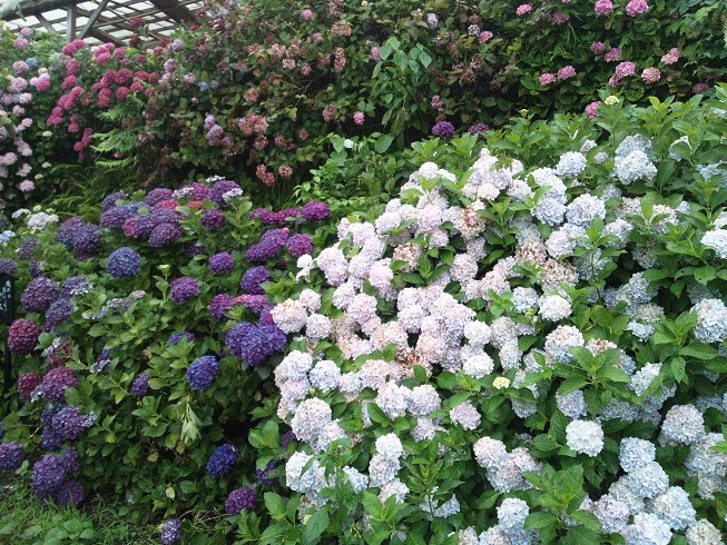 青年部花展 臼杵の紫陽花寺で_d0230676_1724739.jpg