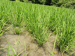 6月24日の田んぼ(月光原小・西根小)_d0247484_15362681.jpg