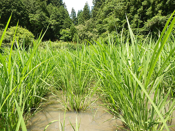 6月24日の田んぼ(月光原小・西根小)_d0247484_1536314.jpg