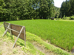 6月24日の田んぼ(月光原小・西根小)_d0247484_15372373.jpg