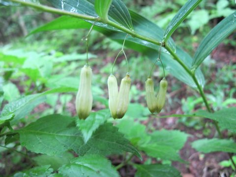 梅雨の花しっとりと倉木山　2013･6･23（日）　くもり～雨_a0166196_16505170.jpg