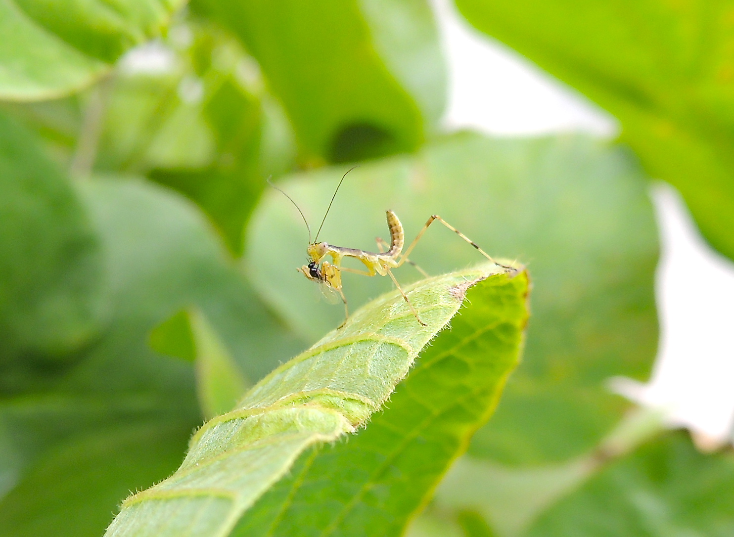 カマキリの子供 ササグモに食われる Raw Umber Blog