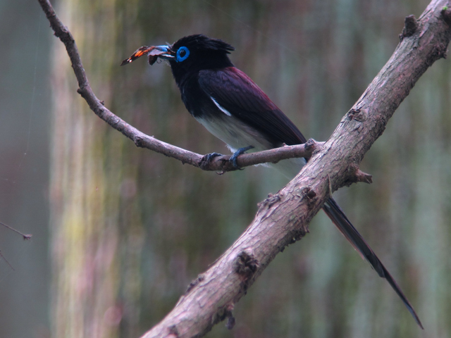 サンコウチョウ_a0160500_01169.jpg