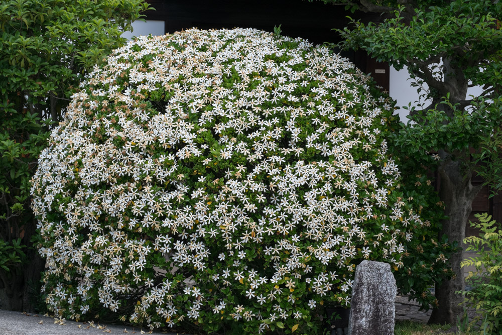 梅雨空に芳香・クチナシ_b0221605_92467.jpg