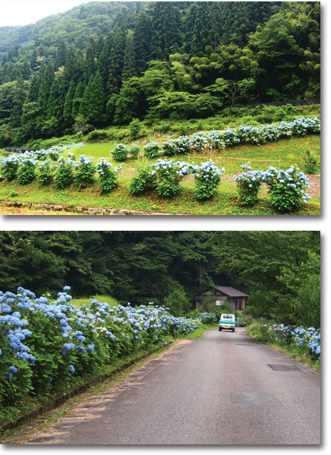 雨の後・・・_e0008705_20115051.gif