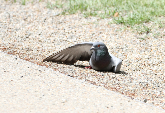 6月23日公園探鳥会_e0327805_215454100.png