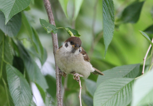 6月23日公園探鳥会_e0327805_215729100.png