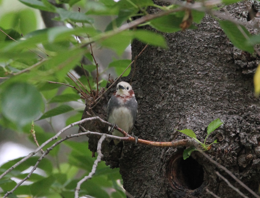 6月23日公園探鳥会_e0327805_220462.png