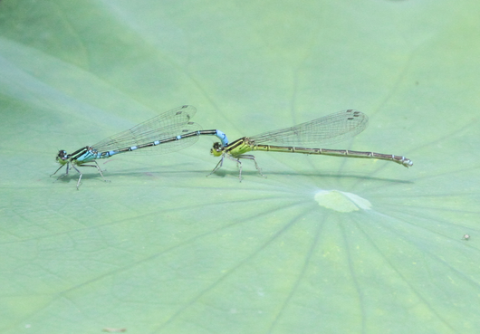 6月23日公園探鳥会_e0327805_2212448.png