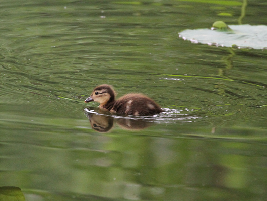 6月23日公園探鳥会_e0327805_2295749.png