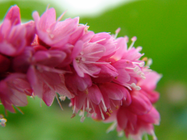 オオケタデ(大毛蓼)の花…2014/7/22_f0231709_1446812.jpg