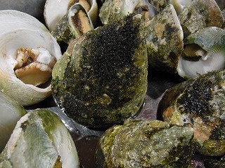 三角ミナ_f0157910_13353647.jpg