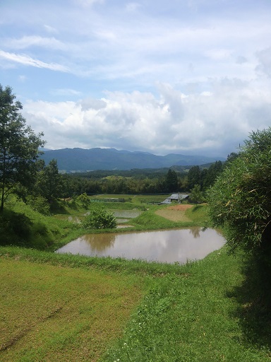 農園風景　梅雨　2013_a0149612_12155015.jpg