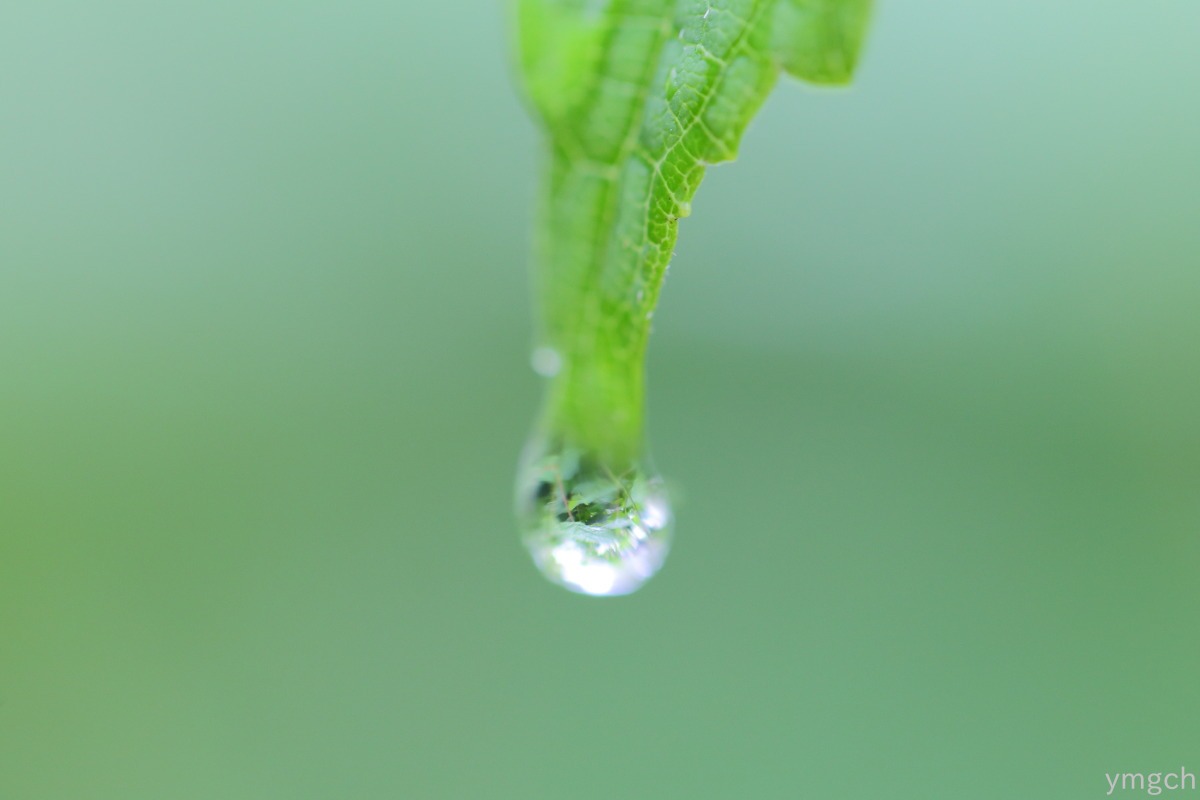 あじさいと雨_f0157812_20423925.jpg